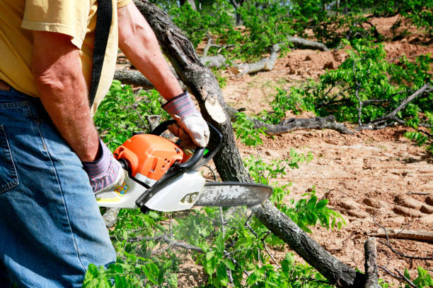 Best Tree Risk Assessment  in Pigeon, MI